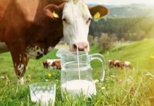 Лучшие молочные породы коров для фермерства