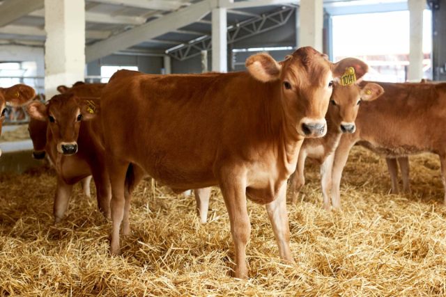 В последние годы джерсейская порода коров набрала огромную популярность в молочном скотоводстве