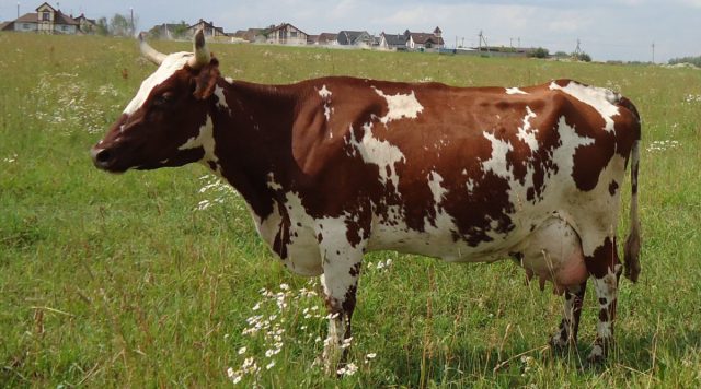 Айрширские коровы небольшие, крепкие и выносливые