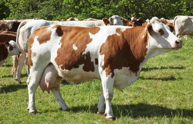 Симментальская порода коров ценится за молочную и мясную продуктивность