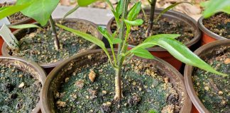 Зеленый налет на грунте: как защитить рассаду от плесени и водорослей? © homesteadandchill