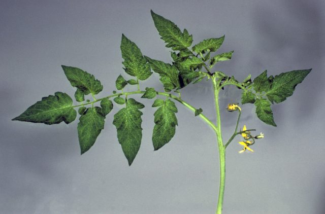 Симптомы дефицита марганца: межжилковый хлороз молодых листьев, но края листьев часто остаются зелеными