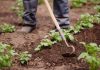 Прополка сорняков больше не нужна — облегчаем выращивание картошки