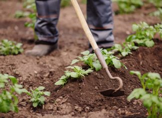 Прополка сорняков больше не нужна — облегчаем выращивание картошки