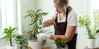Простые советы об уходе за комнатными растениями весной