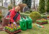 Родительский день: подбираем растения для цветника на могиле