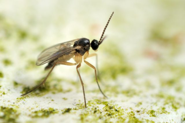 Грибных комариков привлекает влага и разлагающиеся органические вещества