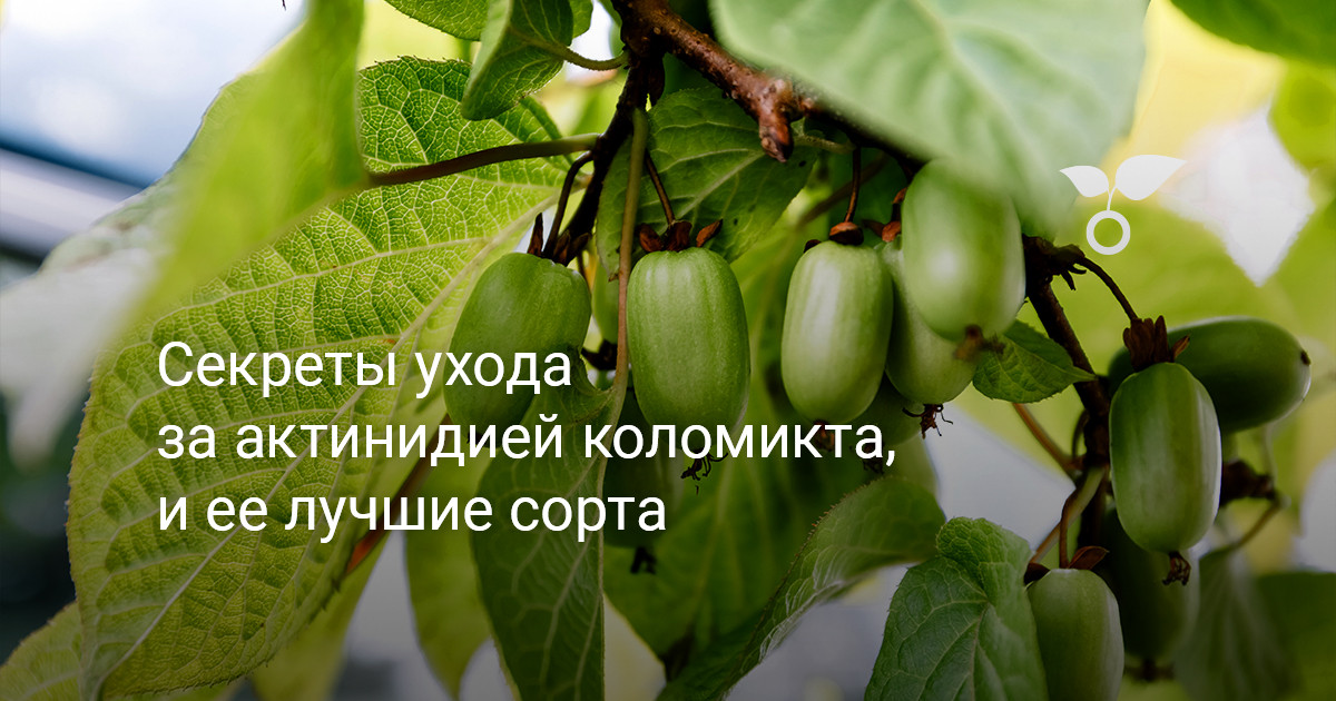 Особенности данного сорта