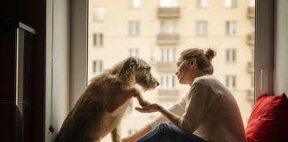 Слова или интонация: как собаки нас понимают