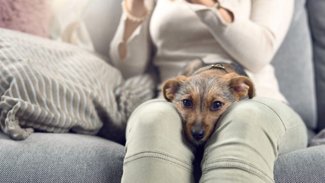 Если рассказать собаке словами о своих проблемах на работе, она постарается вас утешить и взбодрить