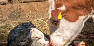 Спасите корову от смерти — опасные осложнения после родов