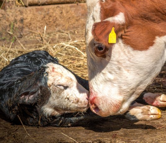 Спасите корову от смерти — опасные осложнения после родов
