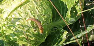 Спасите урожай капусты от слизней — эффективные методы борьбы с моллюсками