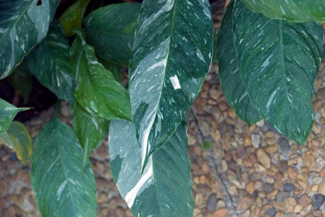 «Домино» (Spathiphyllum Wallisii ‘Domino’) — сорт среднего размера с привлекательными пестрыми листьями.