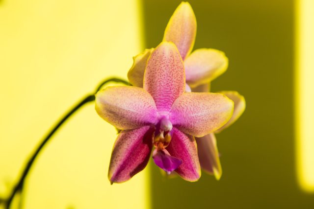 Орхидея «Свит Мемори» (Phalaenopsis ‘Sweet Memory’)