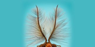 Тест: Узнаете ли вы насекомое по фото?