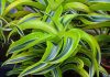Тренд комнатного цветоводства 2024: 20 растений оттенка «кибер-лайм»