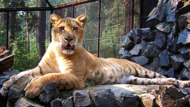 Лигры, гибриды льва и тигрицы, признаны самыми крупными кошками в мире на сегодняшний день