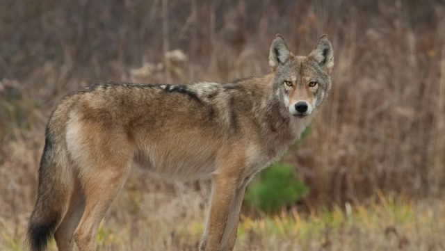 Койволк - это природный гибрид койота и волка, который часто встречается в дикой природе