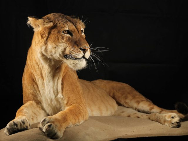 Тигрольвы, гибриды тигра и львицы, гораздо меньше лигров, тигров и львов, их вес редко превышает 150 кг