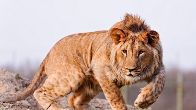 Яглев - это гибрид самца ягуара и львицы-самки