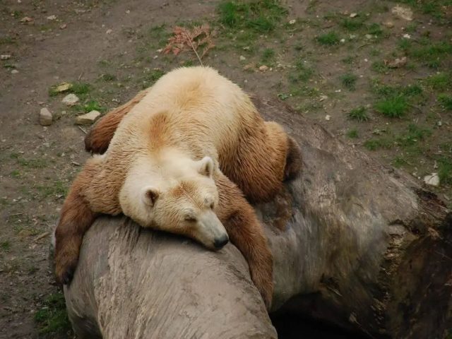Гролар - это гибрид белого медведя и гризли, который встречается как в неволе, так и в дикой природе