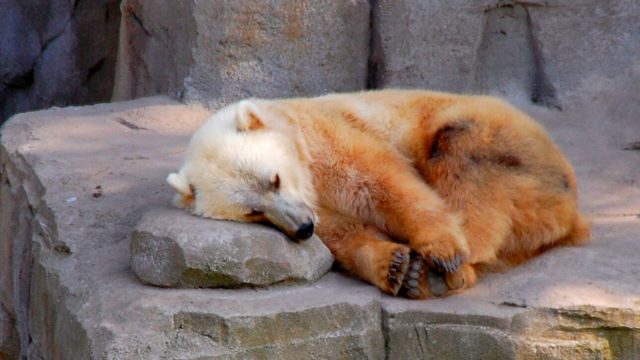 Под названием "пизли" подразумевают потомство самца белого медведя и самки гризли