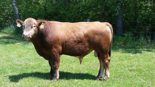 Бифало - это гибрид домашней коровы и дикого американского бизона, созданный человеком как скот мясного направления продуктивности
