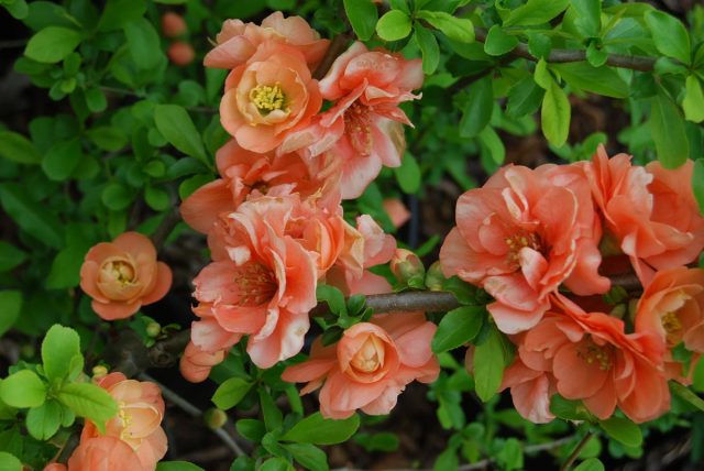 Махровые цветки есть у персиково-цветкового хеномелеса "Камео" ('Cameo')