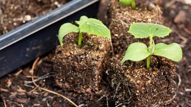 Не используйте для посева рассады почвосмесь бывшую в употреблении, садовую землю или компост