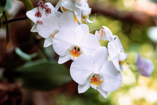 Орхидея «Уайт Дрим» (Phalaenopsis ‘White Dream’)