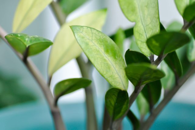 «Вариегата» (‘Variegata’). Имеет зеленую листву, подчеркнутую кремово-белыми вкраплениями. Пестрота менее выражена в условиях низкой освещенности.