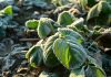 Заморозки больше не страшны: эффективные способы защиты растений от холода