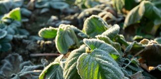 Заморозки больше не страшны: эффективные способы защиты растений от холода