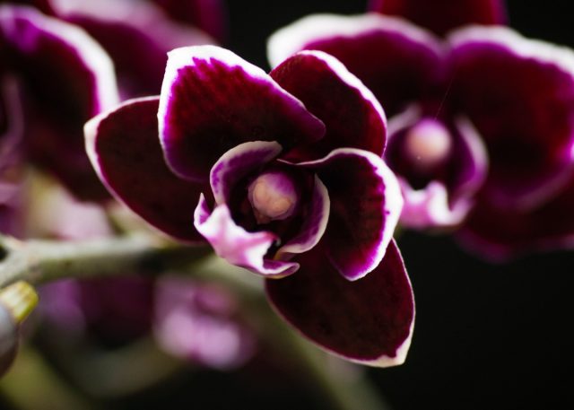Орхидея «Зума» ((Phalaenopsis ‘Zuma’)
