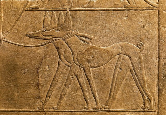 Тесем - охотничья порода собак из Древнего Египта