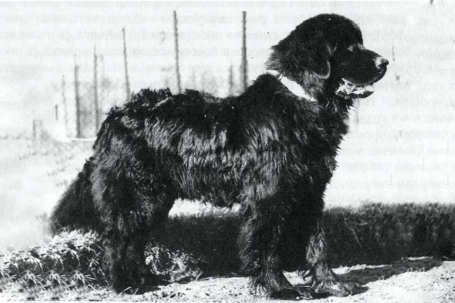 Московский водолаз - утерянная заводская порода служебных собак