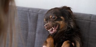 Агрессия у собак: в чем причина проблемы и как ее решить