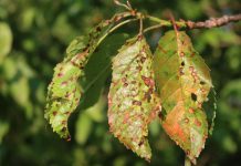 Болезни вишни: какие бывают и чем лечить