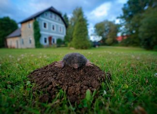 Чем вредят кроты и как защитить от них участок