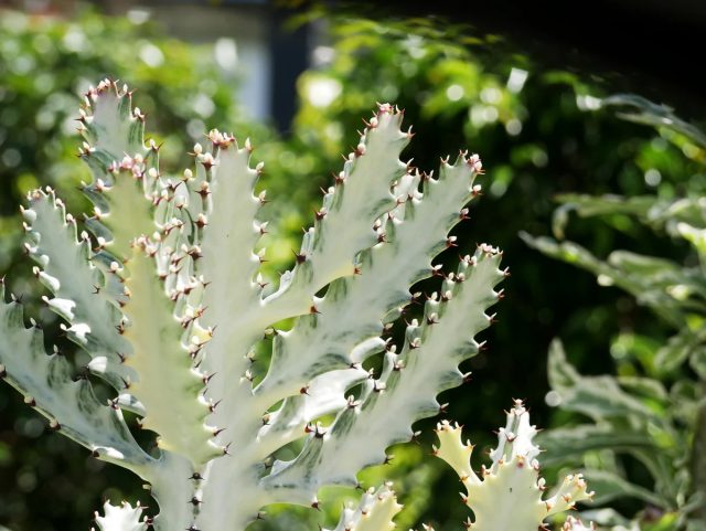 Молочай «Вайт Гоуст» (Euphorbia lactea 'White Ghost')