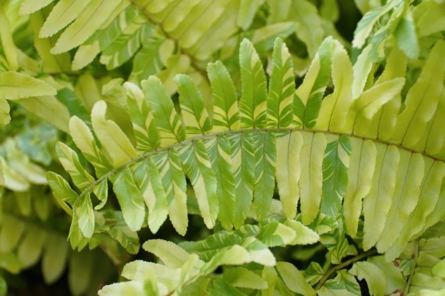 «Тайгер» (Nephrolepis exaltata ‘Tiger’) – интересный сорт с мраморным окрасом листвы.