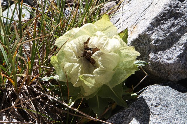 Соссюрея обёрнутая (Saussurea involucrata), или "Снежный лотос"