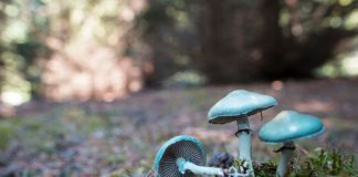 Как грибы могут спасти ваш сад: уникальные свойства и способы применения