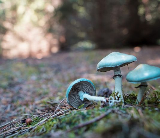 Как грибы могут спасти ваш сад: уникальные свойства и способы применения