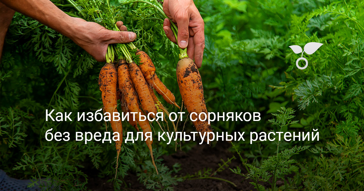 Как избавиться от сорняков без вреда для культурных растений — Ботаничка