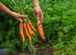 Как избавиться от сорняков без вреда для культурных растений