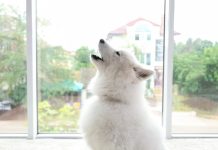 Как отучить собаку лаять? Разбираемся в причине