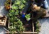 Как защитить свой сад от парши, фитофтороза и милдью
