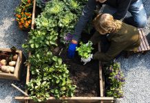 Как защитить свой сад от парши, фитофтороза и милдью
